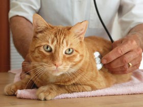 犬や猫の健康診断どうする？　まずかかりつけ医を持つことから始めよう