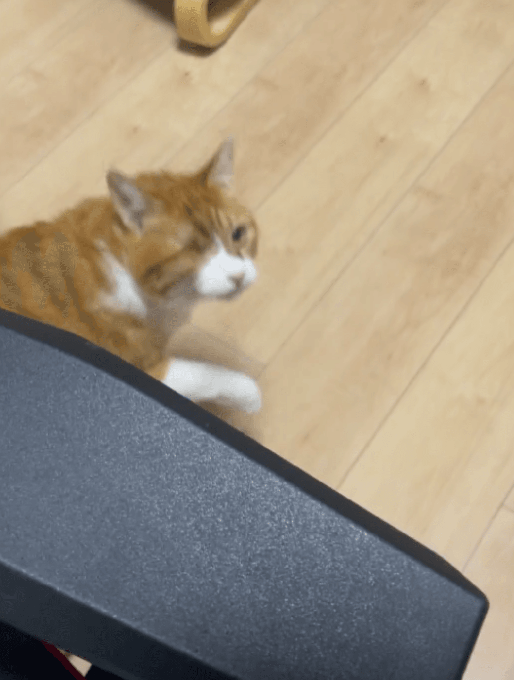 落ちてしまっても、へこたれないチャイちゃん