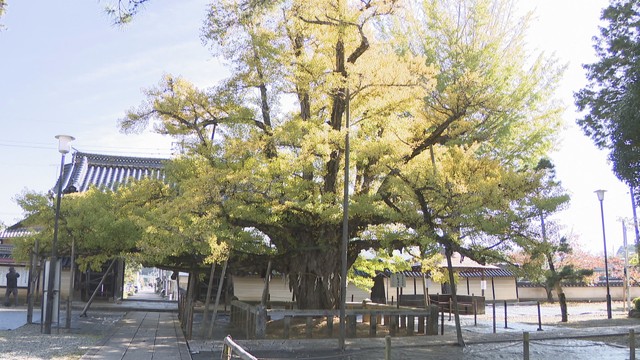 法然上人ゆかりの寺・誕生寺の「逆木のイチョウ」（岡山県久米南町）