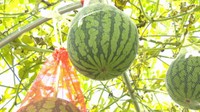 竹内敬一さんの畑で育つ「宙に浮かぶスイカ」