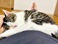 飼い主さんのお腹の上ですやすや眠るしおちゃん（画像提供：猫のしお むすび 飼い主はろでさん）
