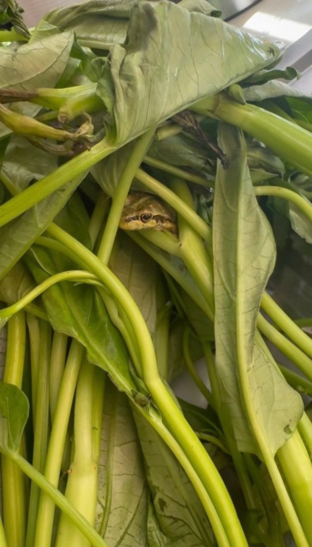1日冷蔵庫にいても元気だったというカエル／ちぃさきさん（@shintotosakina）提供