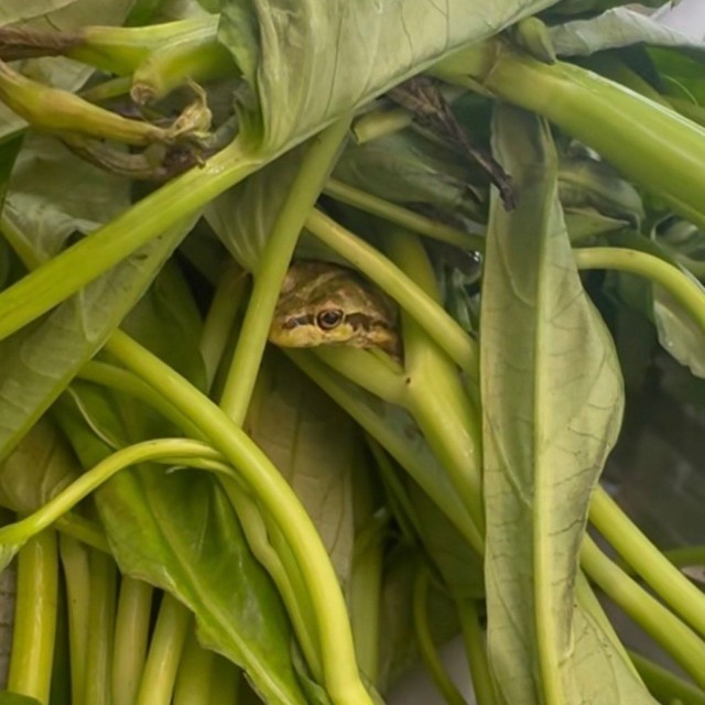 1日冷蔵庫にいても元気だったというカエル／ちぃさきさん（@shintotosakina）提供