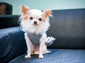 ペットへの思いを投稿すると、千円の寄付に　アニドネが募集