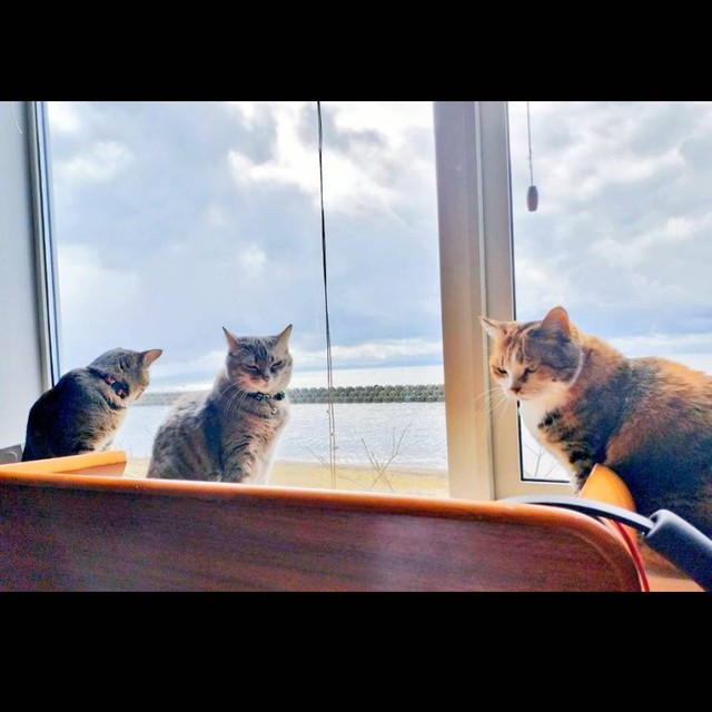 窓辺で仲良くニャルソックする（左から）幸くん、チーちゃん、福ちゃん（画像提供：こにゃんゴーさん）