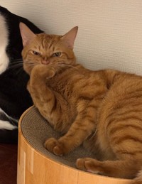 2番目に手がかるという嵐くん。だが、白い破壊神ひかりちゃんのいたずら頻度には敵わないそう（画像提供：キムチ母さん）