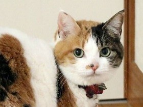 大けがをしたおとな猫　夫婦に心を許し、子猫のように愛らしく