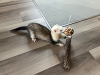 2024年4月、家族になったるーさん（画像提供：うたちゅん 夫婦共同どうぶつ垢さん）