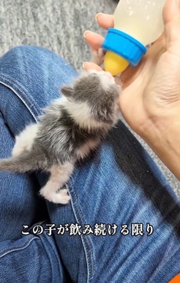 子猫がミルクを飲み込んだ時、「まだ生きようとしている」と確信した（「むし子。」さん提供、Instagramよりキャプチャ撮影）