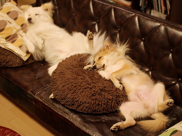 シンクロして昼寝する大福