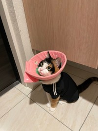 出かける時は見送ってくれる（カラーは獣医師の指導のもと付けています）＝ナツさん（@nachos0420）提供