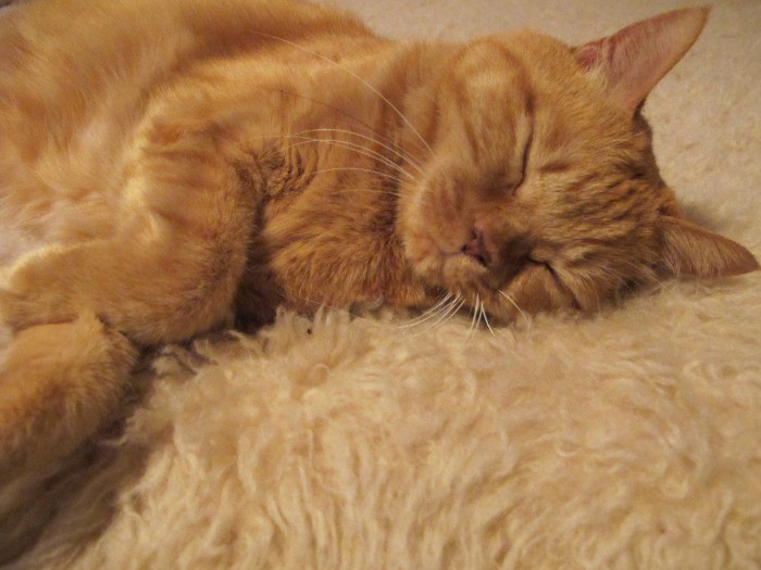 スヤスヤ眠る梅ちゃん