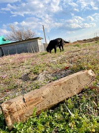 木材を放置して散歩を楽しむハロくん（画像提供：ハロさん）