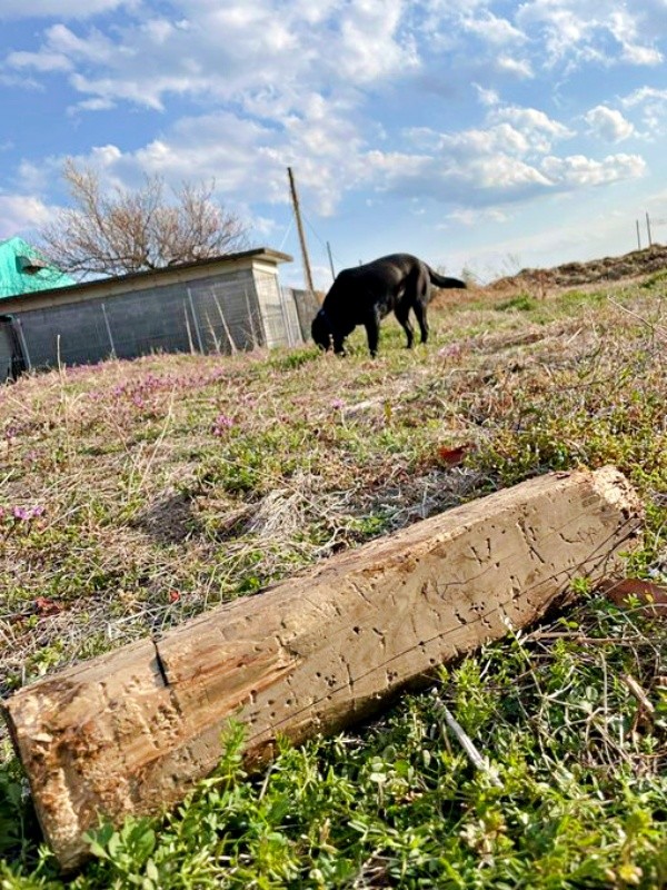 木材を放置して散歩を楽しむハロくん（画像提供：ハロさん）
