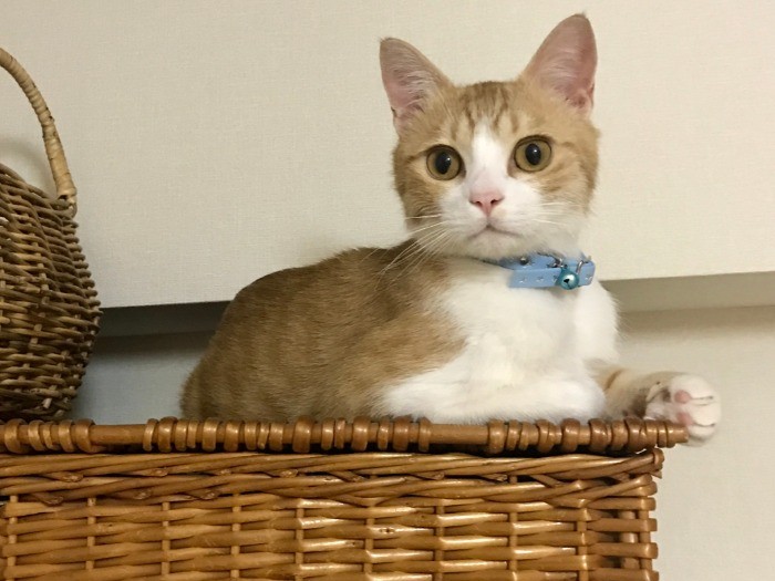 今よりもっと痩せている1年前のごろりん