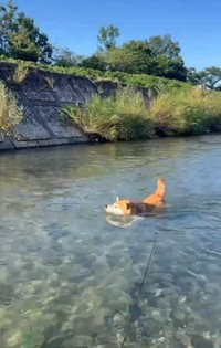 泳ぎもとくいなんよ（kaiさん提供、Xよりキャプチャ撮影）