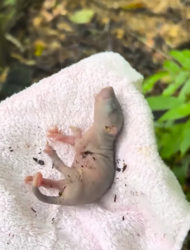 ガイドウォーク中に発見したというケナガネズミの赤ちゃん／投稿主さん提供
