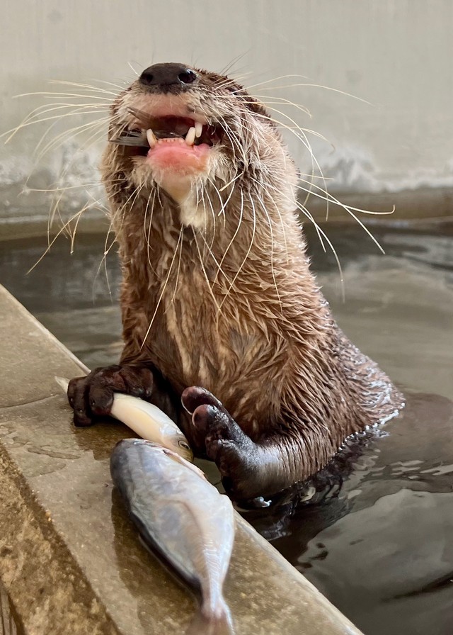 ごはん中のスミレさん。豪快！　写真提供：周南市徳山動物園