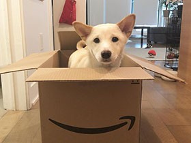 もういいかい？かくれんぼの鬼役ならできるんだけど、見つけられない　柴犬「つき」