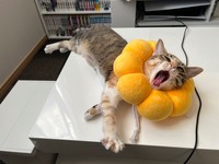 くつろぎすぎ？＝ととまるはんみさん（@totomaru_hanmi）提供