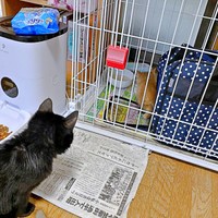 保護後、おうちで先住のオレオちゃんと対面したリッツくん（画像提供：黎さん）