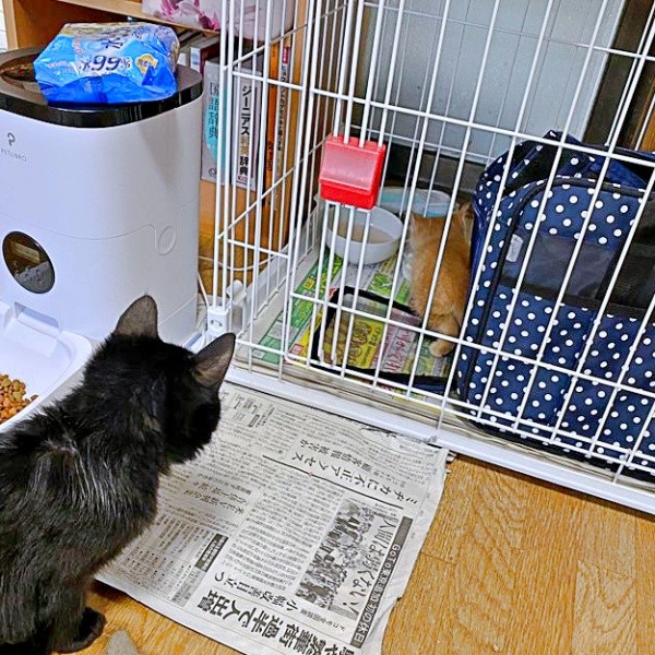 保護後、おうちで先住のオレオちゃんと対面したリッツくん（画像提供：黎さん）