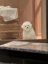 再び、視線を戻したぴぷすくん。じっと飼い主さんを見守りました（画像提供：しろいぬ（ぴぷす）さん）