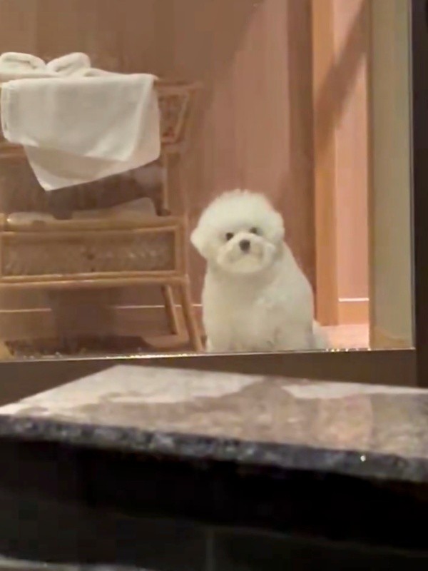 再び、視線を戻したぴぷすくん。じっと飼い主さんを見守りました（画像提供：しろいぬ（ぴぷす）さん）