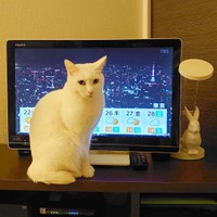 「ママ、遊ぼうよ」とテレビの前に居座るシュガーちゃん