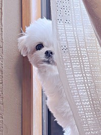 「かくれんぼ犬」 ひょっこり顔をのぞかせるすずめちゃん（画像提供：チワマルすずめさん）