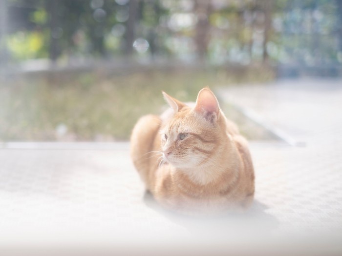 ある日小林さんの自宅の庭に現れた茶トラ。子猫かと思うほど小柄だが、目も鼻もきれいで健康そうに見えた。（小林さん提供）