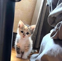 溝脇家に来てしばらくたったころの月ちゃん（溝脇さん提供）