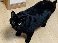 飼い主さんを見上げるぐぅちゃん（画像提供：でんすけ劇場さん）