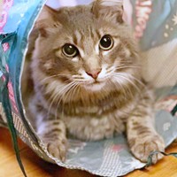 キャットトンネルの中で飼い主さんを見上げるおはぎさん（画像提供：床さん）