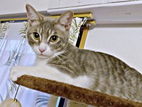 飼い主さんに愛情を注がれ、すくすく成長したソラくん（画像提供：ガウンゼル・チョルサー＝まっちゃこさん）