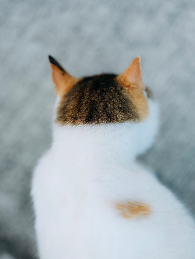 可愛い…！（画像提供：あおいとりさん）