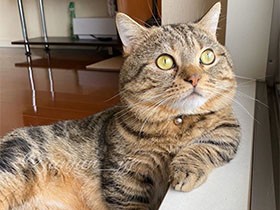 Stay Home！ 想像の旅へ… マンチカン「まんたろー」