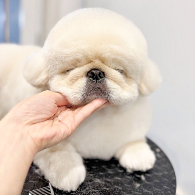 まるでお餅？ 飼い主さんの手の上に顔をおくぱるくん（画像提供：ペキニーズのぱるくん）