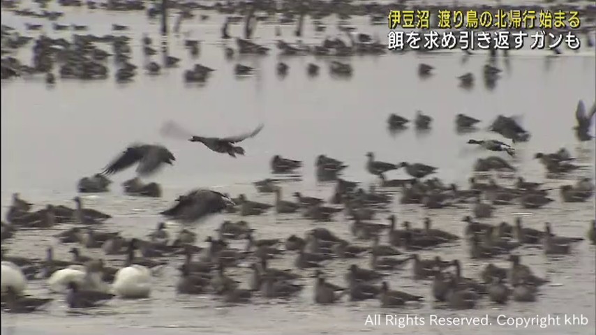 渡り鳥の北帰行が始まる 宮城・伊豆沼で冬を過ごしたガンやハクチョウが旅立つ khb東日本放送