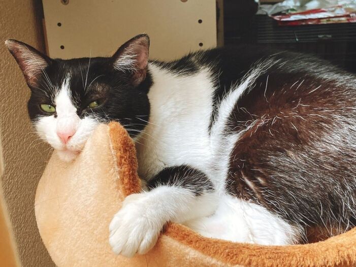 「糸ちゃんの写真を人に見せると、色気のある子だねといわれます。こんな見た目が女性らしい猫は私も初めて飼いました。素敵です」となみさんはべたぼれ（なみさん提供）