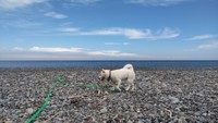 めちゃ綺麗な水平線と犬