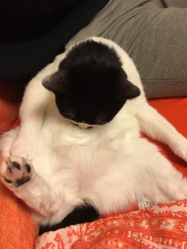 かつてはギャオスと呼ばれた時代も