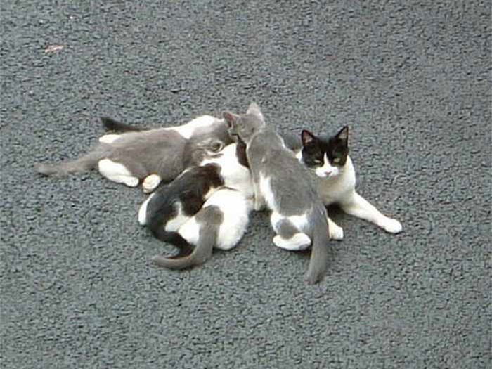 墨田さんの保護活動のスタートとなったノラ母さんの子育て