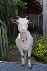 はじめまして。看板娘のスージーです