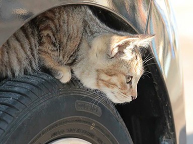 猫は狭い所が好き　車に乗る前は「猫バンバン」忘れないで