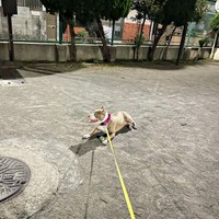 お散歩の練習中だったとき。ソワソワしていたアンちゃん（画像提供：アン-ANNE-さん）