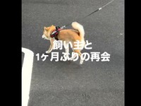 飼い主さんに気づかず歩く琴ちゃん（画像提供：Yastinさん）