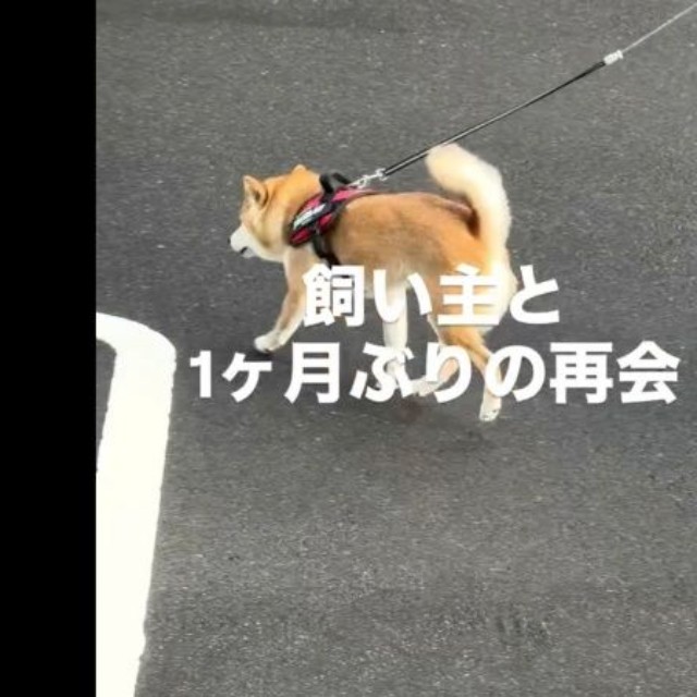 飼い主さんに気づかず歩く琴ちゃん（画像提供：Yastinさん）