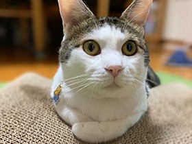 お外出身だけど人懐っこいよ　キジ白「こんぶ」来客にもスリスリ