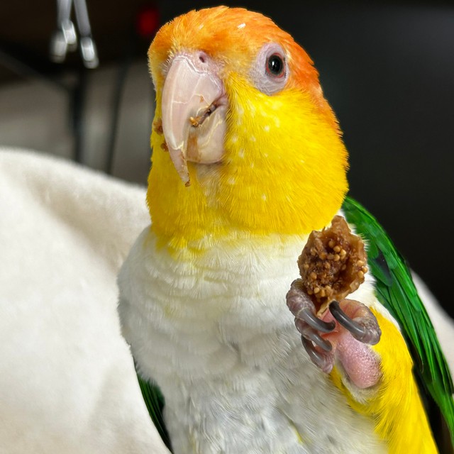 いちじくをもらったポーくん（画像提供：タイラーさん）